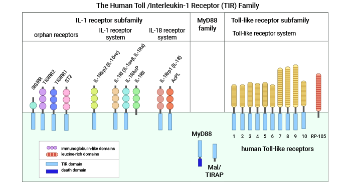 Human Toll-IL-1R (TIR) superfamily