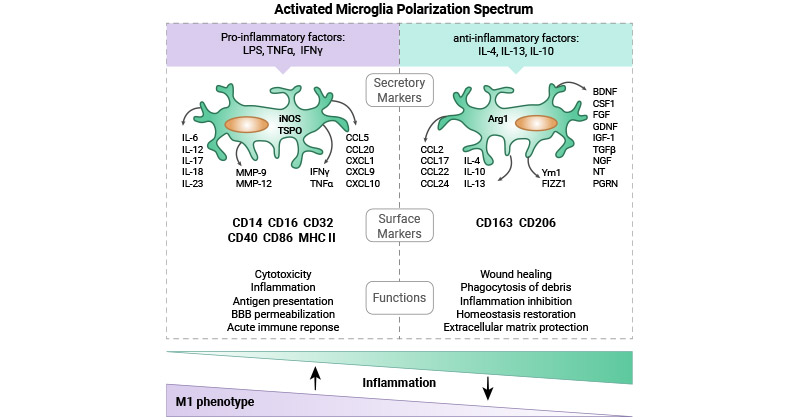 M1 and M2 microglia markers