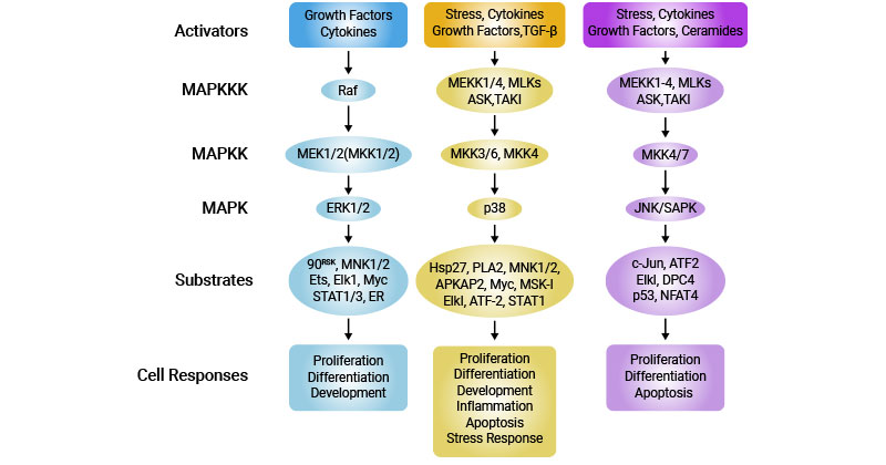 MAPK signaling pathway