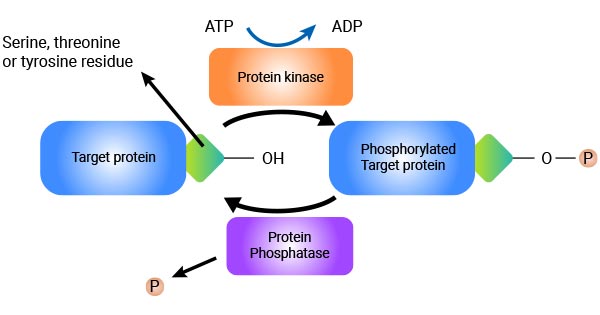 Protein Phosphorylation mechanism
