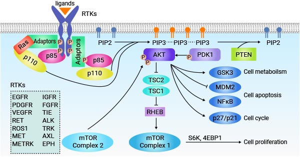 RTK signaling pathway