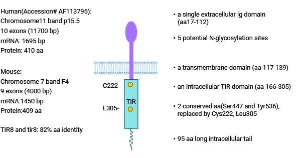 SIGIRR Structure