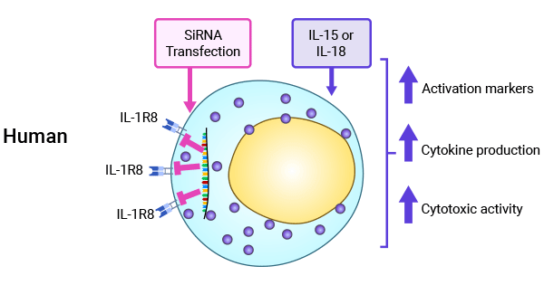 The importance of SIGIRR (IL-1R8) in regulating NK cell function