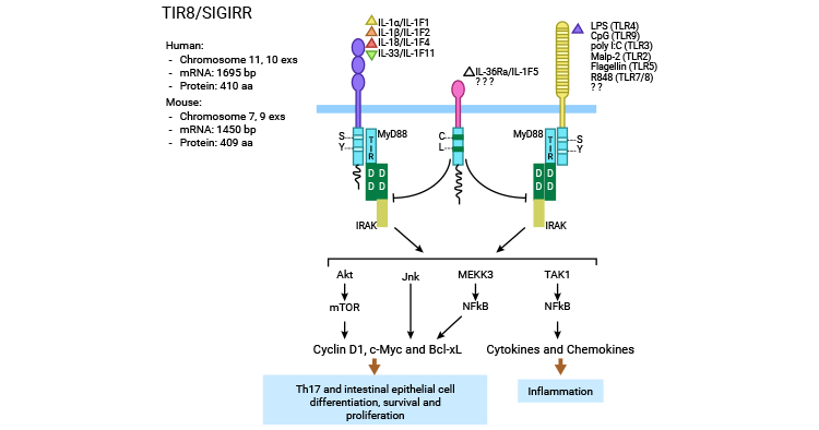 SIGIRR negatively regulate the TLRs and IL-1Rs signaling pathway