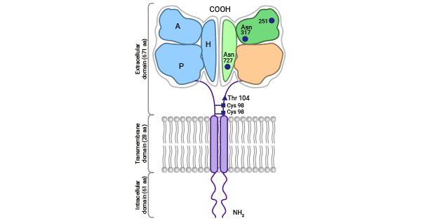 TFR1 Structure