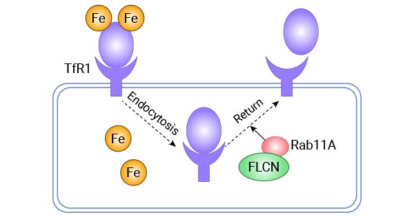 FLCN regulates the recycling and transport of Tf-TFR1 protein via Rab11A