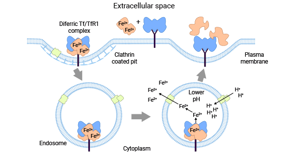 Tf-TFR1 system balances intracellular iron concentration