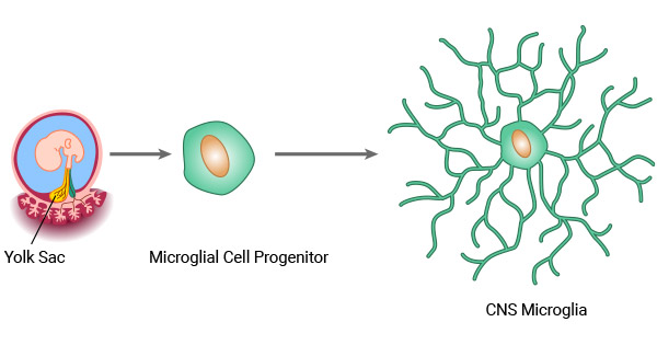 The origin of microglia