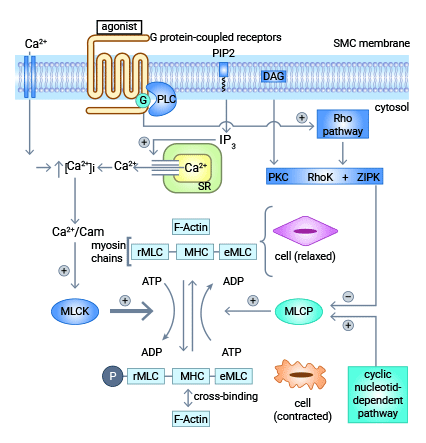 MYL9: a New Member of Myosin Motors, a Key Driver of Cancer Cell Dynamic Regulation?