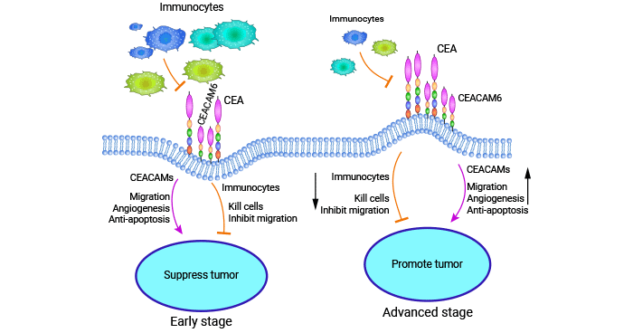 CEACAM6 is a distinctive biological marker in numerous aggressive tumors