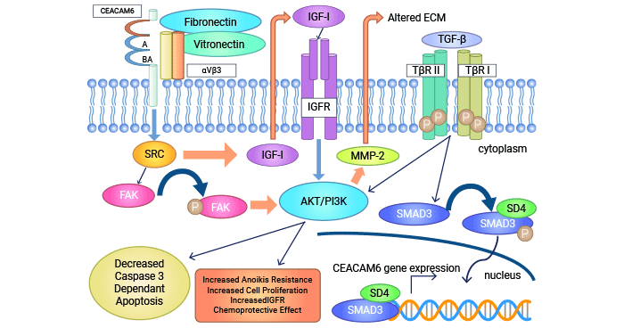 The potential regulation mechanism of CEACAM6 in tumor