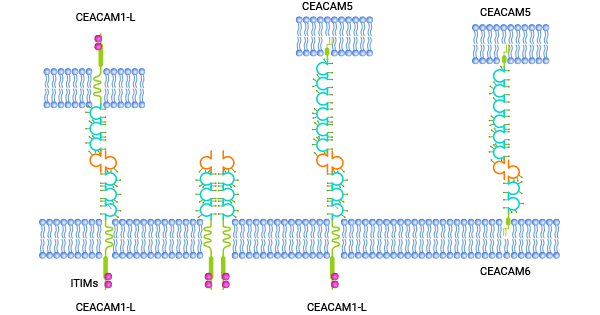 CEACAMs structure and interactions