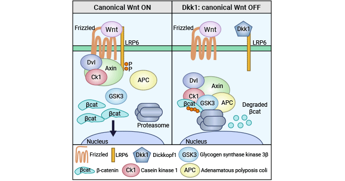 DKK1 negatively regulates Wnt/β-catenin signaling pathway
