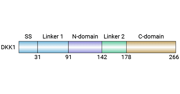 DKK1 structure