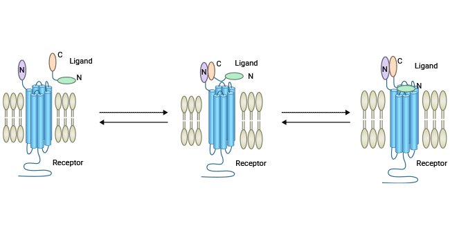 The two-domain model of receptor-ligand interaction for GPCR
