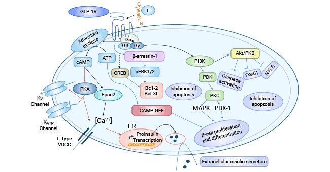 GLP-1R related signaling pathways in pancreatic β-cells
