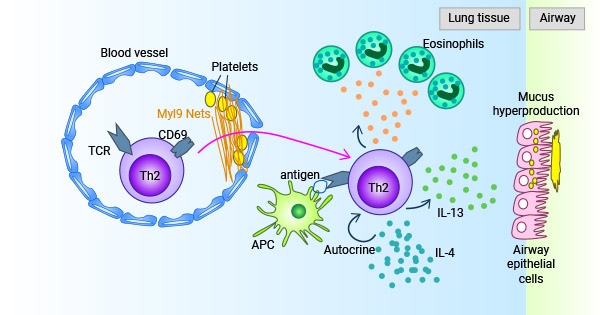 The MYL9-CD69 system plays a role in immune response