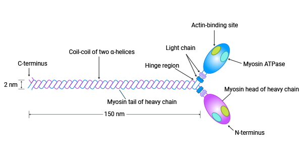 MYL9 is a power player in the myosins