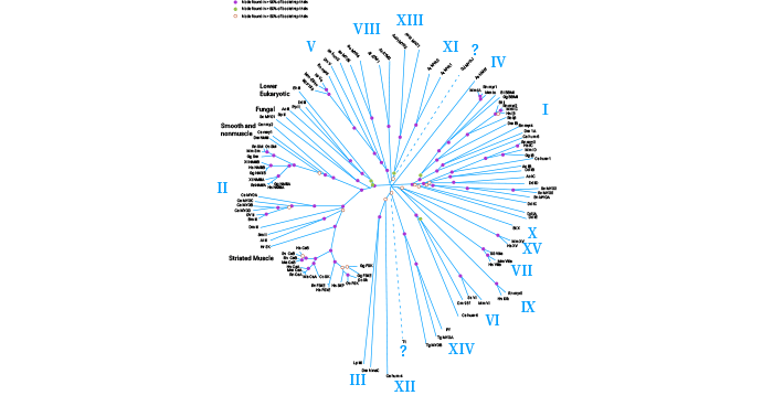 Myosin motors superfamily