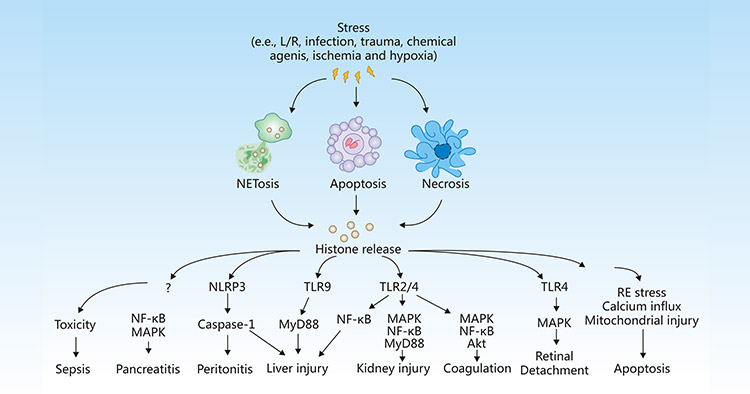 Release and activity of histones in response to stress
