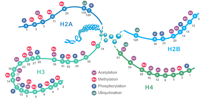 The Schematic of Common Histone Modification Site