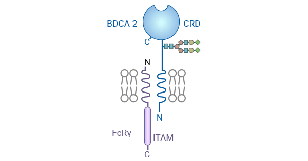 BDCA2/CLEC4C: a Novel Plasma Cell-Like Dendritic Cell (pDC) Marker and Potent Inhibitor of IFN-I that Blocks SLE Development!