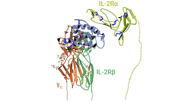 IL2RA (CD25): A Specific Marker of Tregs Functions as Both Immune Modulators and Targeted Agents in Various Diseases!