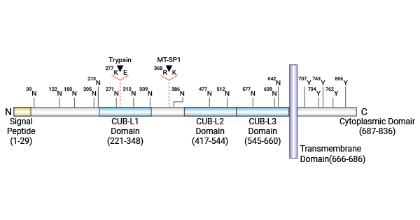 CDCP1: A Key Mediator for Cell Signaling in Cancers, an Emerging Target for Anti-Tumor Drugs!