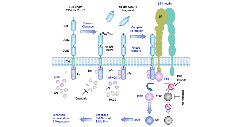 CDCP1 associated signaling pathway in tumors