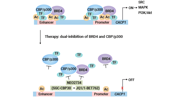 Targeting CDCP1 via dual inhibitor curbs CRPC development