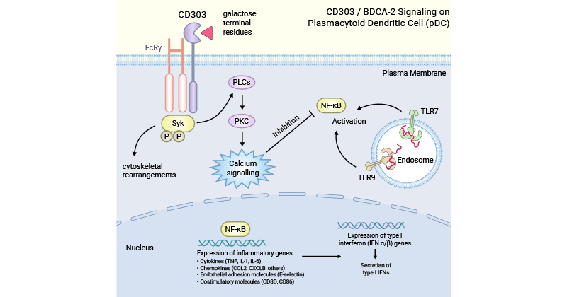 The mechanism of CLEC4C as negative regulator in plasmacytoid dendritic cell (pDC)