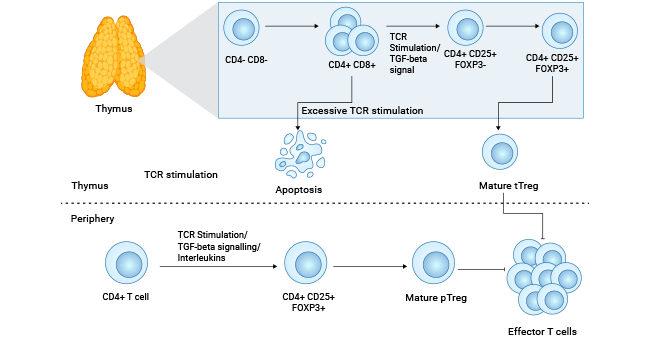 IL2RA/CD25 is involved in the development of Tregs