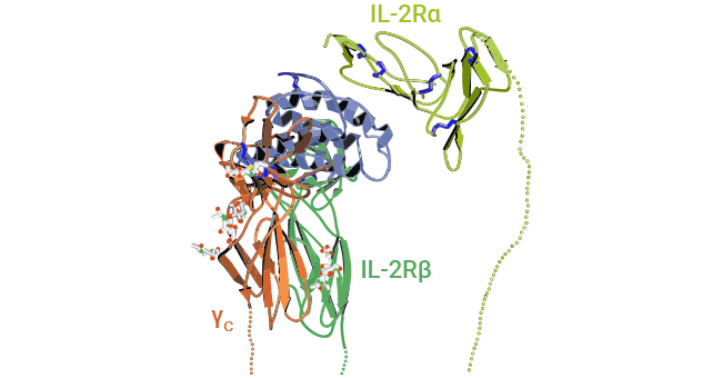 The structure of IL-2 in complex with IL2Rαβγ receptors