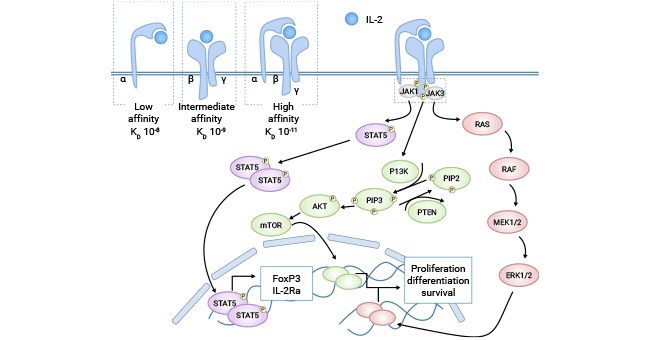 IL-2/IL2RA signaling pathway