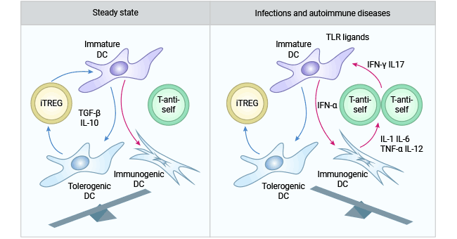 IL-10 and TGF-β involved in immune responses of CD4+CD25+Tregs (iTREG)