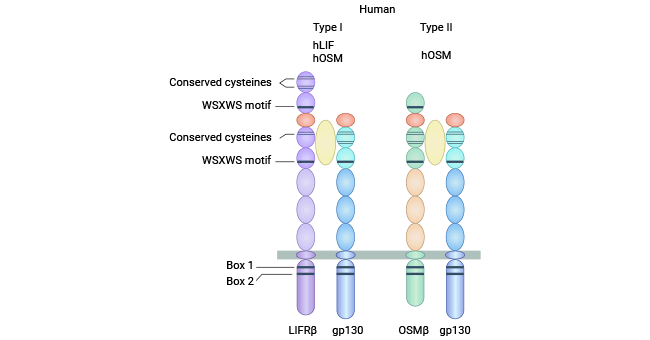 type I OSM receptor (gp130/LIFRβ) and type II OSM receptor (gp130/OSMRβ)