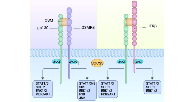 OSM signals through two types of receptors (gp130/LIFRb) and gp130/OSMRb complexes