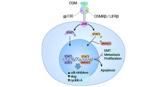 Binding of OSM receptors activates the JAK3/STAT1 pathway and exerts cytotoxic effects on cancer cells