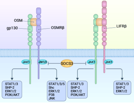 Oncostatin M (OSM): A Member of IL-6 Cytokine Family, An Underestimated Player in Future Targeted Therapies?