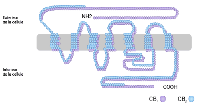 CNR1 (CB1): A Crucial Receptor of Endocannabinoid System Offers Potential Treatments for Tumors and Glycolipid Metabolism Disorders!