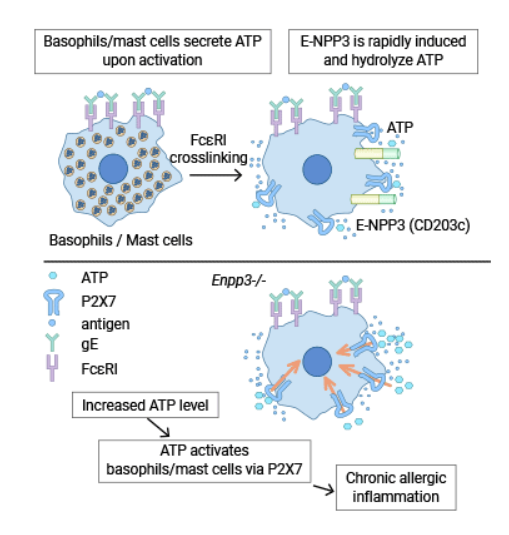 ENPP3 (CD203c): An Extracellular Enzyme, a Regulator for Nucleotide and Energy, an Indicator for Allergies, an Effective Target for RCC Therapy!