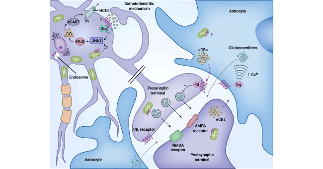 CNR1 curbs G protein-coupled receptor signaling