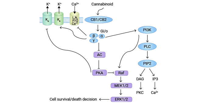 CNR1 drives the cannabinoid system's anti-tumor mechanism