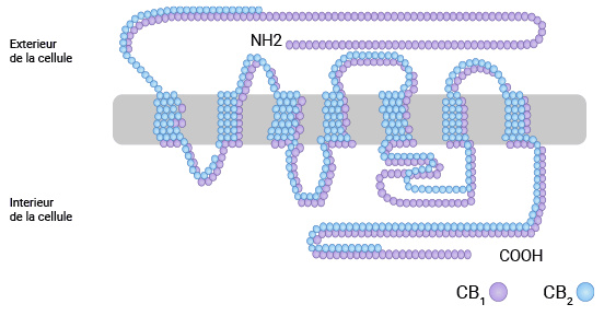 CNR1 (CB1) structure