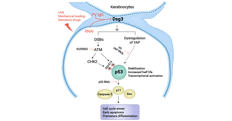 The model for p53 activation in response to DSG3 depletion in keratinocytes