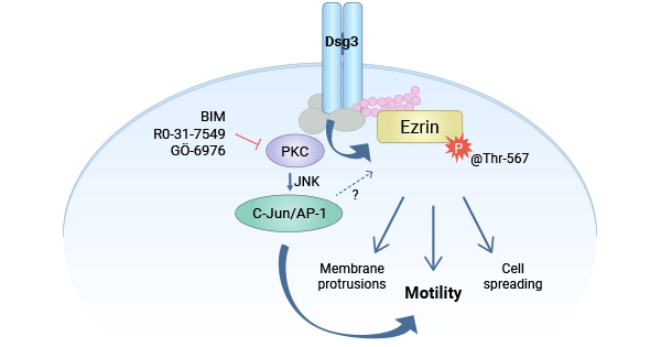 DSG3 promotes tumor via PKC/AP-1