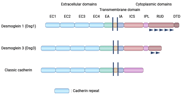 DSG3 structure