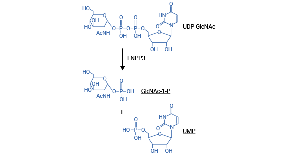 ENPP3-mediated UDP-GlcNAc hydrolysis