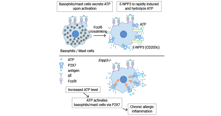ENPP3 is responsible for suppression of ATP-dependent allergic inflammation