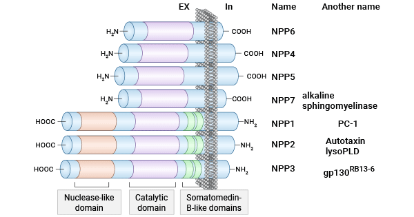 Structure of ENPP3